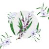 Cedrina - immagine 2