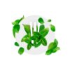 Menta Piperita - immagine 2
